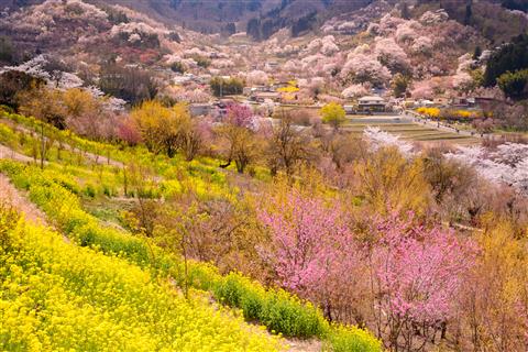 花見山公園（春頃撮影／イメージ）